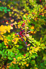 Branches of barberry, leaves and red berries in autumn.  Berberis vulgaris.