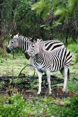 Kruger National Park, South Africa