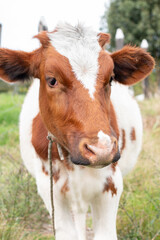 Fototapeta premium Beautiful white cow in vertical with tender look.