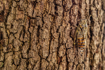 Naklejka premium Tree bark background with camouflaged cicada