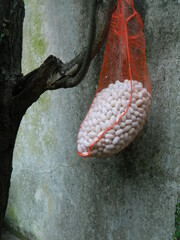 Mulberry Silk Cocoons 