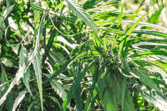 Green fresh leaves of cannabis plant