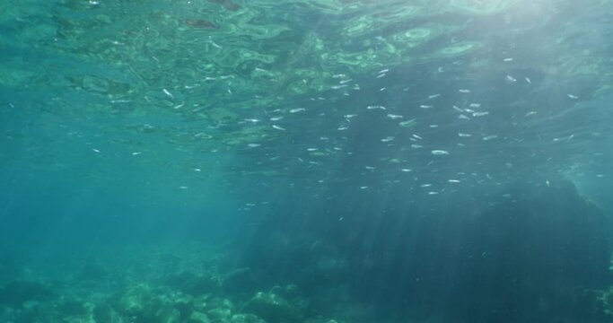 silversides  under sun shine and beams underwater silverside fish school wavy sea protection ocean scenery behaviou