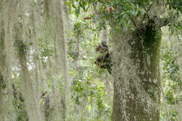 squirrel sitting in a tree