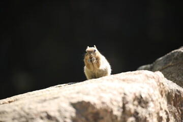 chipmunk