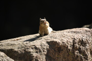 chipmunk