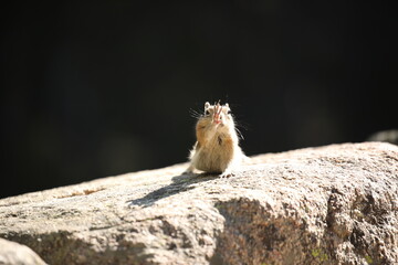 chipmunk