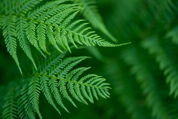 Fototapeta na wymiar Relaxing green hues of fern. Beautiful natural lush green fern leaves motive with selective focus.