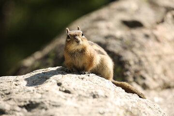 chipmunk