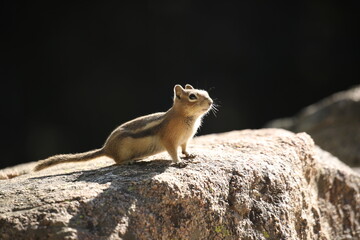 chipmunk