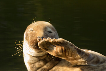 the seal lies down and salutes, and say hello, waving its fin