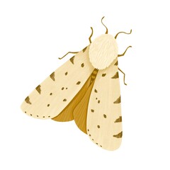 Butterfly moth isolated  on white background
