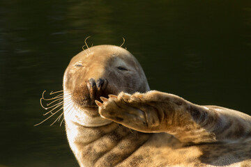 the seal lies down and salutes, and say hello, waving its fin