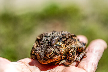 Forest toad in the palm of a person
