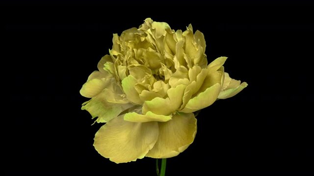 Beautiful yellow Peony opening. Blooming peony flower time lapse, close-up.