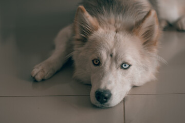 Naklejka premium husky dog portrait