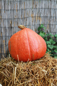 Vertical pumpkin photo. Halloween, Autumn garden. Postcard