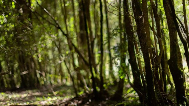 Loopable timelapse of a forest with the shadows moving