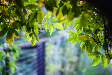 fresh green leaves in spring and bokeh background