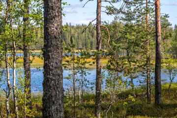 Fototapeta na wymiar Sunny day in the forest. Clear blue sky. Pine forest. Wild lake.