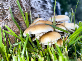 Poplar mushroom is one of the mushrooms with the most flavor and aroma.