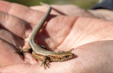 Lizard in the palm of your hand.