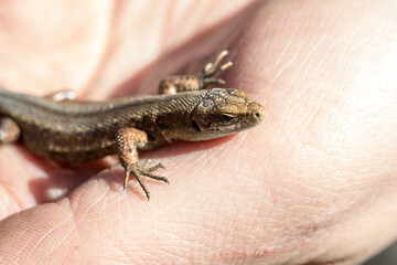 Lizard in the palm of your hand.