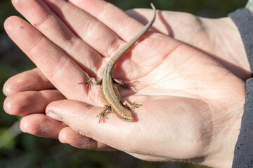 Lizard in the palm of your hand.