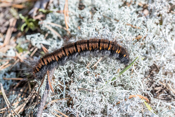 Caterpillar. Focus selected. Scary furry caterpillar. A dangerous worm. Scary snake in the grass.