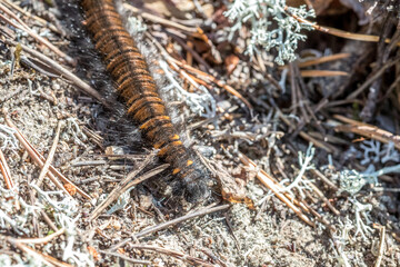 Caterpillar. Focus selected. Scary furry caterpillar. A dangerous worm. Scary snake in the grass.