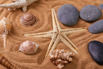 Starfish and shells on a sand beach