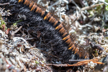 Caterpillar. Focus selected. Scary furry caterpillar. A dangerous worm. Scary snake in the grass.