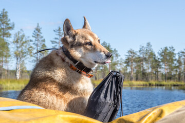 Obraz premium Dog in the water. West Siberian Laika in the lake. The hunting dog swims in the lake. Dog and boat.