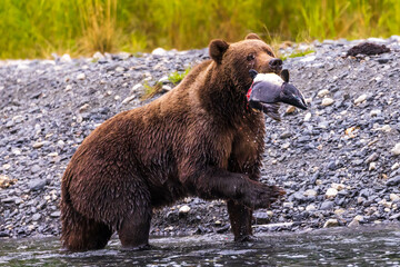 Wild Kodiak brown bear holding a pink salmon in his mouth that he just caught in a stream on Kodiak Island, Alaska