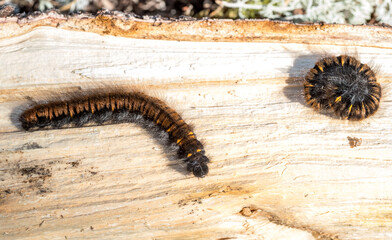 Caterpillar. Focus selected. Scary furry caterpillar. A dangerous worm. Scary snake in the grass.