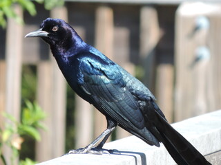 Black Bird Perched on Wall