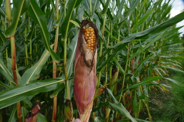 Fototapeta premium Corn cob infected by corn fungus, Ustilago maydis, photos taken in a field, Garbsen, Hanover.
