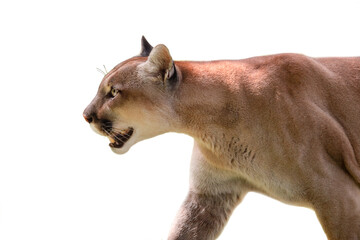 The cougar (Puma concolor), catamount, mountain lion, panther, puma. Portrait of a beautiful cougar.