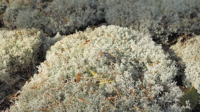 Lots of white reindeer moss on the ground in Espoo Finland in the forest area on an autumn season.geology shot.4k