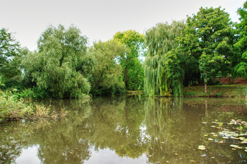 trees on the shore of the pond