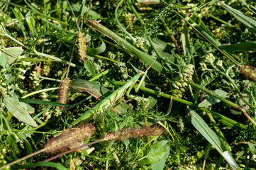 praying mantis