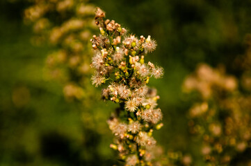flowers in the field