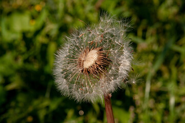 dandelion seeds in the wind