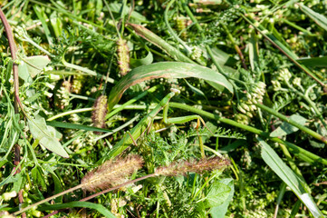 Obraz premium praying mantis