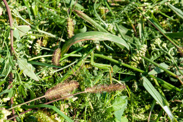 praying mantis