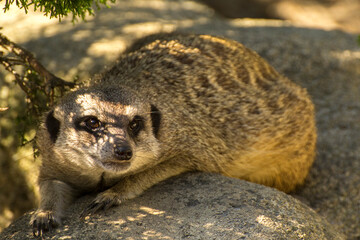 the meerkat is lying on the stone