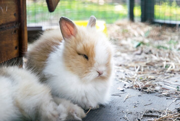  Fluffy domestic rabbit in a cage. Rabbit fur farm	