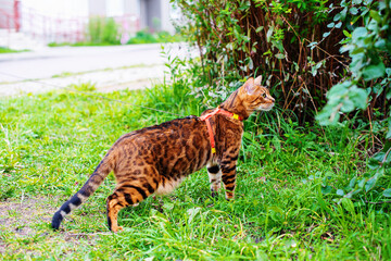Walking cat on a leash. Bengal cat on leash outdoor. Domestic cat on harness, Nature background, green urban landscape. Pets walking outdoor adventure in the city, young cat, care of pets