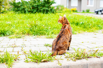 Walking cat on a leash. Bengal cat on leash outdoor. Domestic cat on harness, Nature background, green urban landscape. Pets walking outdoor adventure in the city, young cat, care of pets