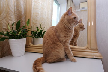 A red cat in the interior next to a mirror and a houseplant. Allergens .